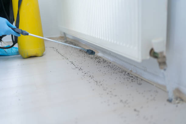 Best Pest Control Near Me in Canton, TX